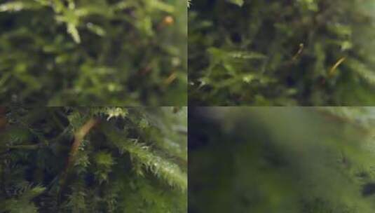 树林的植物和苔藓生长高清在线视频素材下载