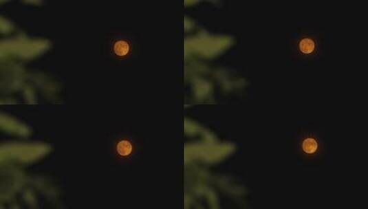 十五月亮中秋节赏月元宵节满月圆月树林月亮高清在线视频素材下载