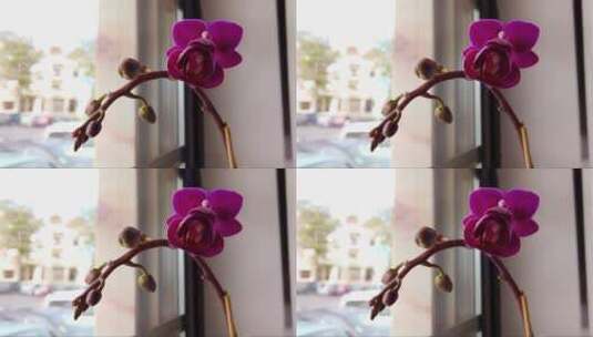 窗户上花瓶里的紫色兰花高清在线视频素材下载