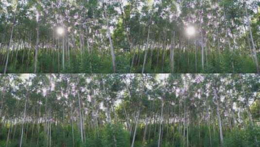 风吹树林光影阳光树叶森林树丛枝干枝叶丛林高清在线视频素材下载
