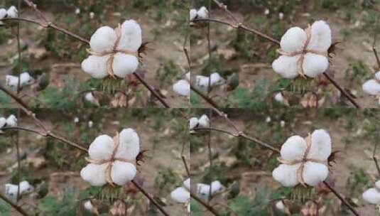 新疆棉花高清在线视频素材下载