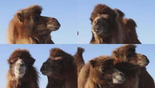 内蒙古冬季骆驼高清在线视频素材下载