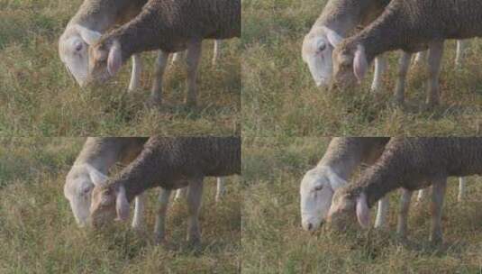 两只绵羊在吃草高清在线视频素材下载