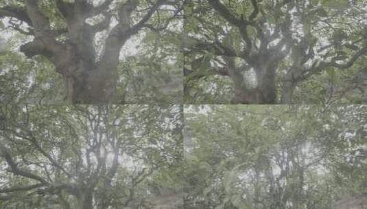 普洱古茶树高清在线视频素材下载