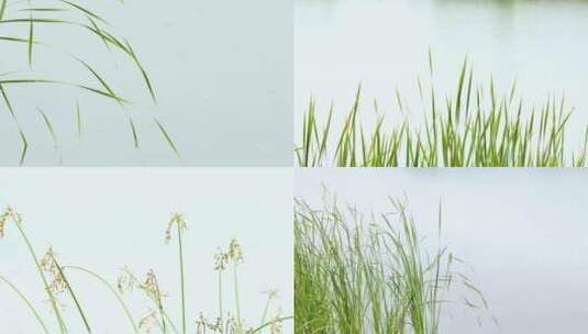 江南初夏雨天河边菖蒲绿植空镜合集高清在线视频素材下载