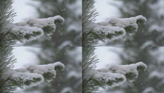 森林降雪鸟瞰图风光美景树林大自然雪花飘落高清在线视频素材下载