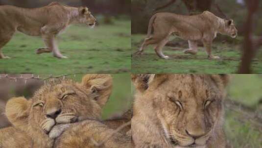 动物园狮子4K视频素材高帧率高清在线视频素材下载