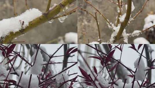 冬天树枝上的白雪视频合集高清在线视频素材下载