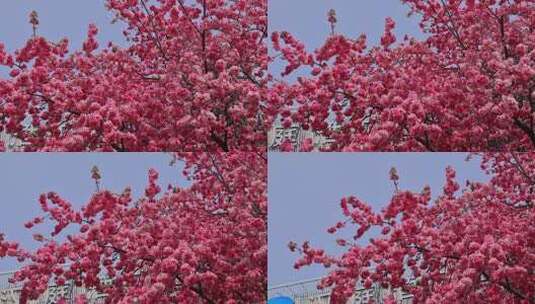 春暖花开樱花盛开景观高清在线视频素材下载