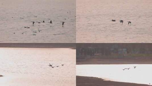 大雁群贴近水面展翅飞过高清在线视频素材下载