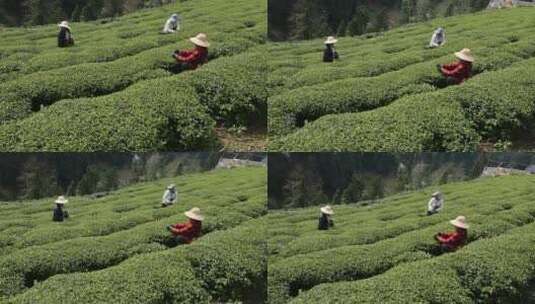 茶叶茶绿茶采茶茶山春茶茶园4K实拍高清在线视频素材下载