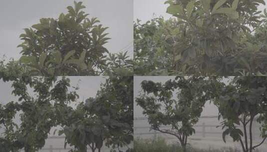 中午日光下的枇杷树高清在线视频素材下载