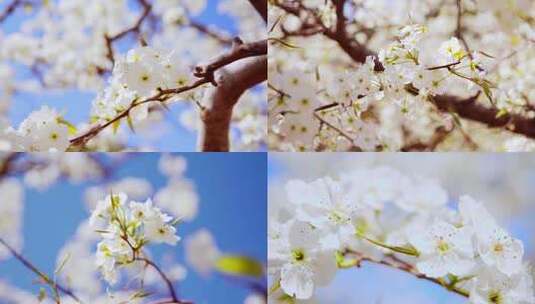 梨花 春天盛开的梨花高清在线视频素材下载