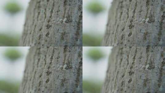 【正版素材】春天树上蚂蚁FX0449高清在线视频素材下载