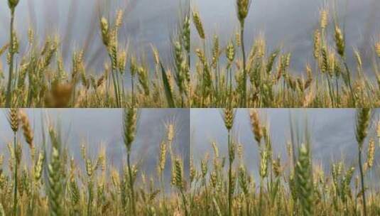 多云夏日大田上的小麦小穗高清在线视频素材下载