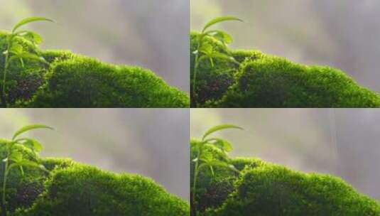 雨后阳光下的青苔苔藓高清在线视频素材下载