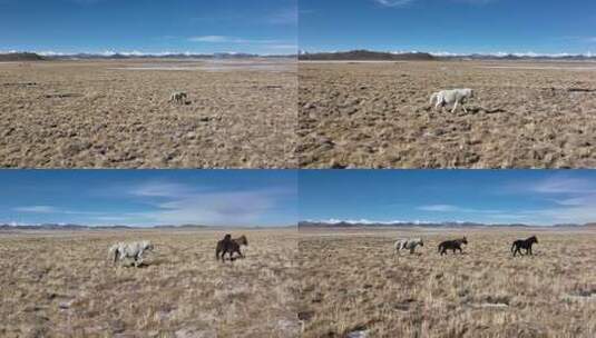 西藏高原牧场高清在线视频素材下载