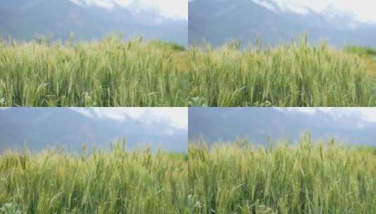青稞小麦麦子稻田农作物特写高清在线视频素材下载