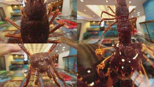 海鲜市场帝王蟹大龙虾基围虾高清在线视频素材下载