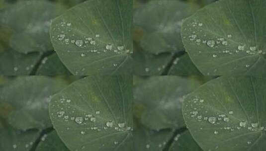 树叶聚成的水滴高清在线视频素材下载