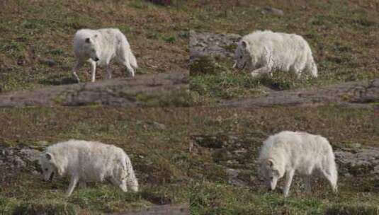 北极狼沿着岩石山脊线行走，停下来闻气味高清在线视频素材下载