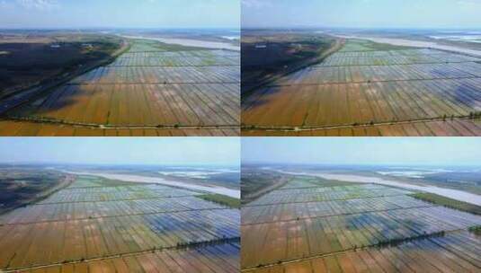 黄河平原水利灌溉水稻基地高清在线视频素材下载
