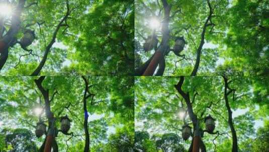 阳光树林 树荫高清在线视频素材下载