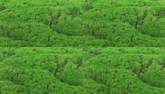 海边红树林 白鹭候鸟升格 栖息地航拍高清在线视频素材下载