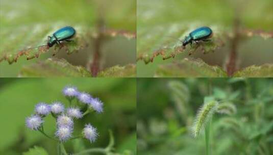 4K微距昆虫水滴植物实拍高清在线视频素材下载