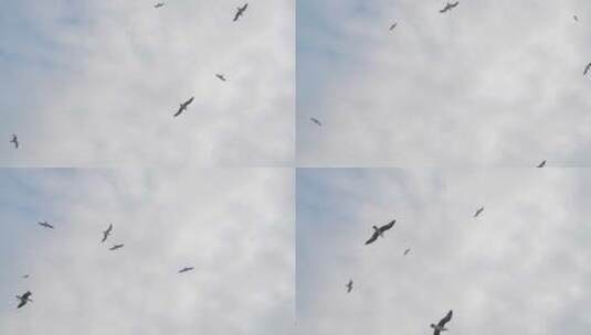 天空中盘旋飞翔的海鸥高清在线视频素材下载