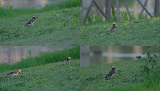 黑领椋鸟 草地 草坪 小鸟 觅食高清在线视频素材下载