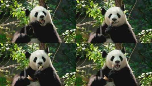 原创拍摄 大熊猫吃竹子 吃笋 可爱高清在线视频素材下载