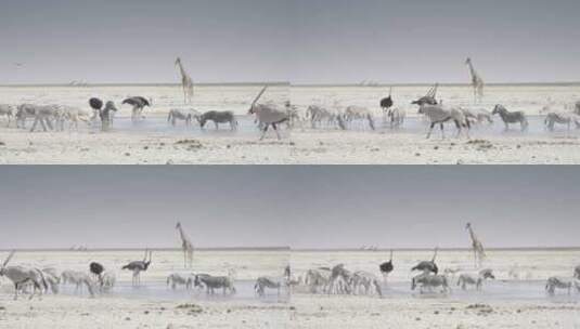 鸵鸟长颈鹿和斑马在喝水高清在线视频素材下载