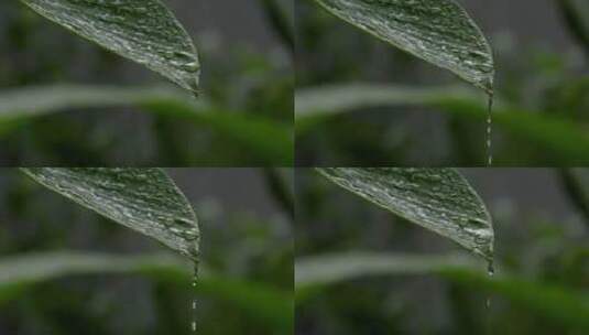 雨滴在树叶上高清在线视频素材下载