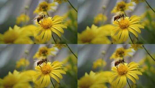 4k蜜蜂采蜜高清在线视频素材下载