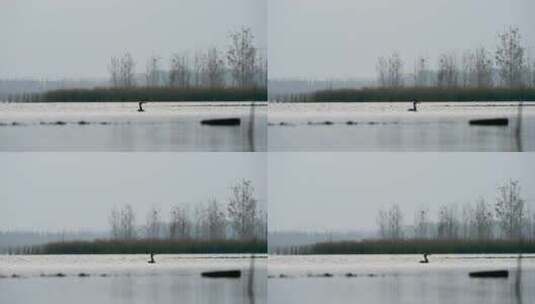 晚秋早晨湖面雾气与觅食的黑色野鸭高清在线视频素材下载