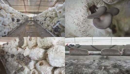 蘑菇 平菇种植基地高清在线视频素材下载