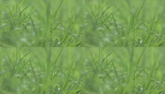 大自然里飘动的野草 /空镜头高清在线视频素材下载