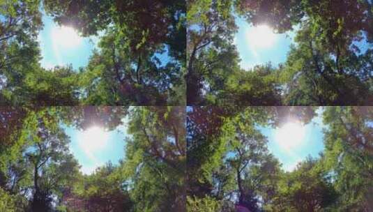 4K-绿树, 绿叶, 天空, 森林、阳光高清在线视频素材下载
