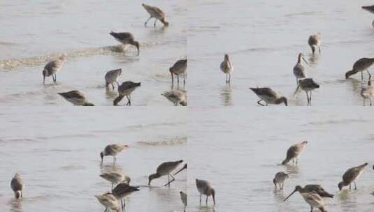 深圳湾飞行觅食的黑尾塍鹬群、鹬鸻群、鸟群高清在线视频素材下载