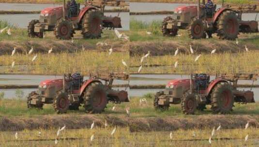春天田野农用机械白鹭牛背鹭高清在线视频素材下载