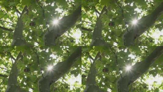 树木树叶逆光星芒三球悬铃木高清在线视频素材下载