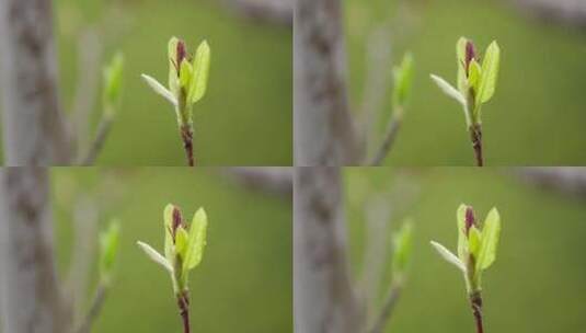玉兰 树枝 绿芽高清在线视频素材下载