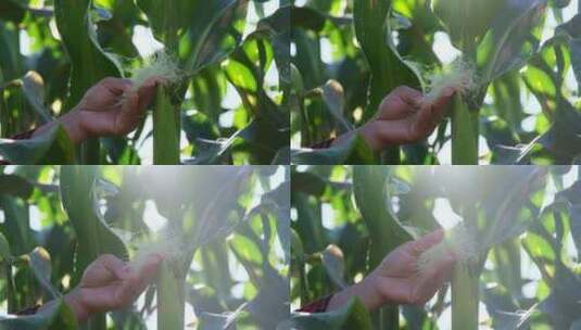 智慧农业玉米种植农业科技化高清在线视频素材下载