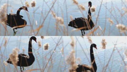 圆明园冬天湖中芦苇旁美丽的黑天鹅高清在线视频素材下载