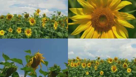 向日葵 太阳花 自然 风光 植物 农场高清在线视频素材下载