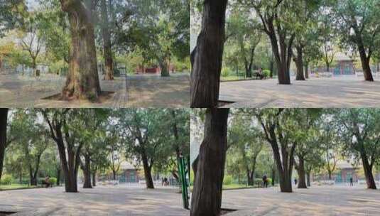 北京中山公园古柏树高清在线视频素材下载