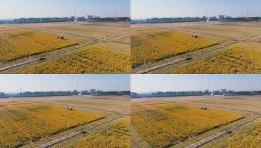 江南稻子丰收稻田收割机工作空镜高清在线视频素材下载