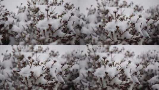 冬季雪花飘落到植物上的雪景高清在线视频素材下载