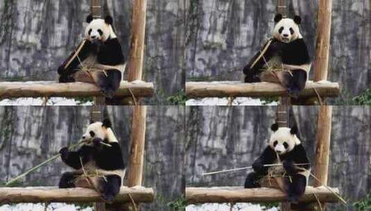 冬天大雪后一只毛绒绒的大熊猫在户外吃竹子高清在线视频素材下载